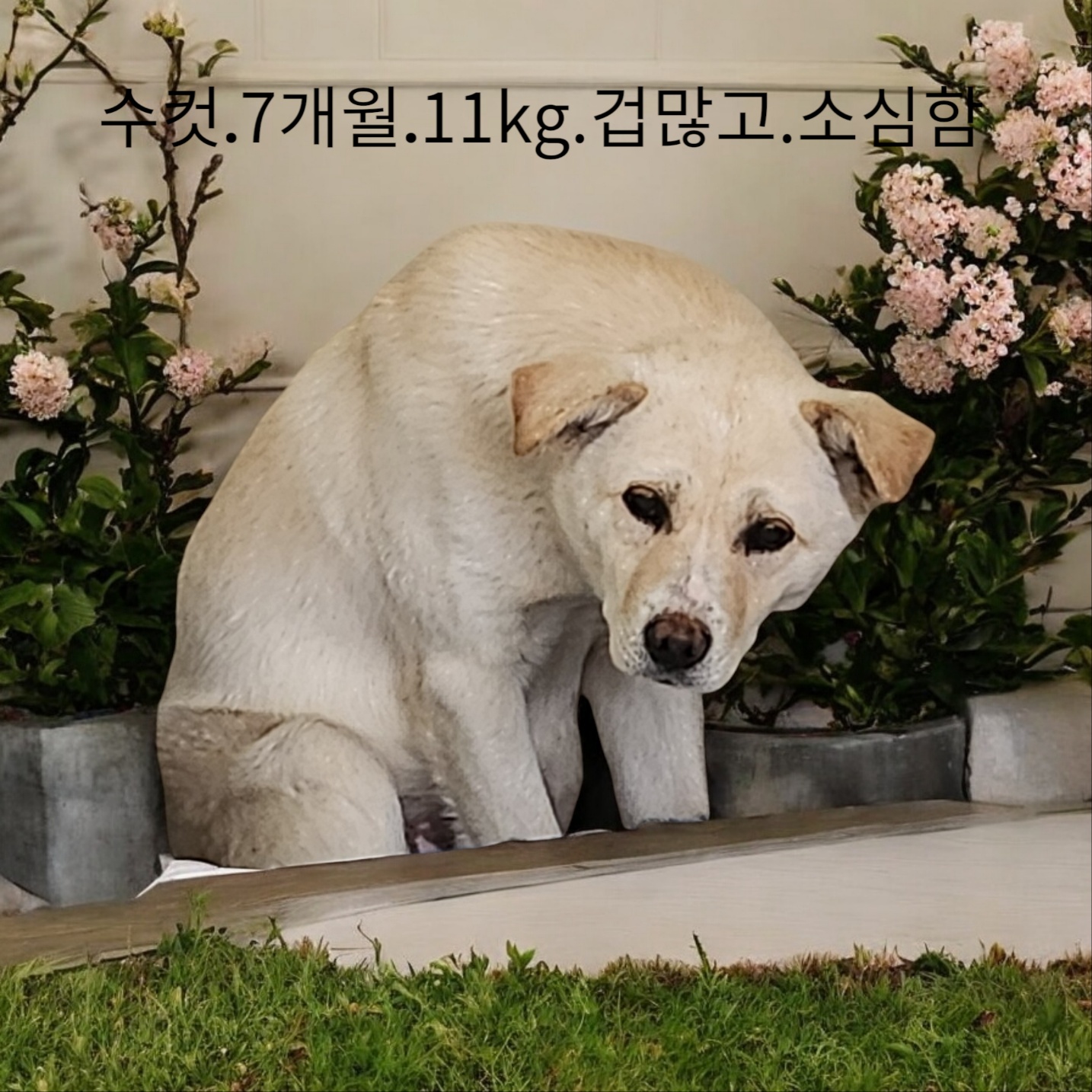 성주유기동물보호센터_447521202500066