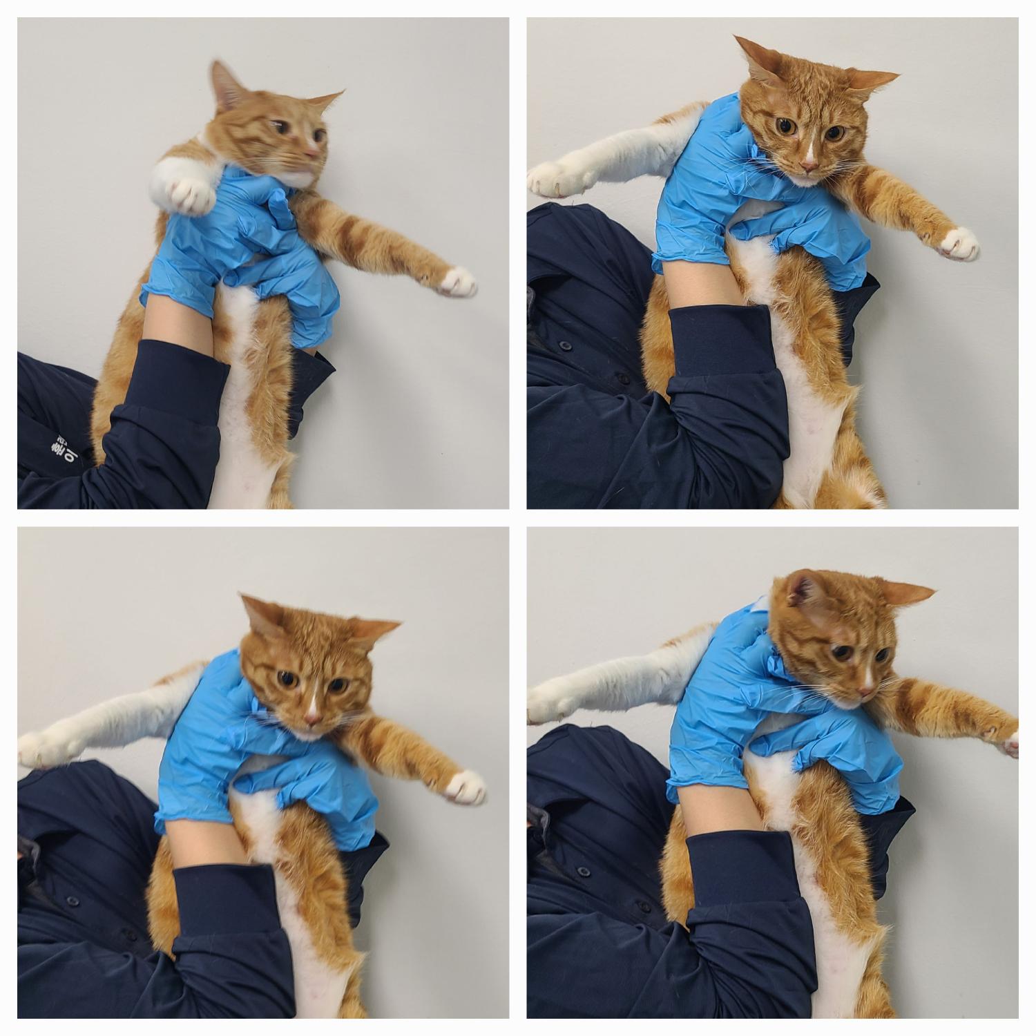 천안시 동물보호센터_444449202500033