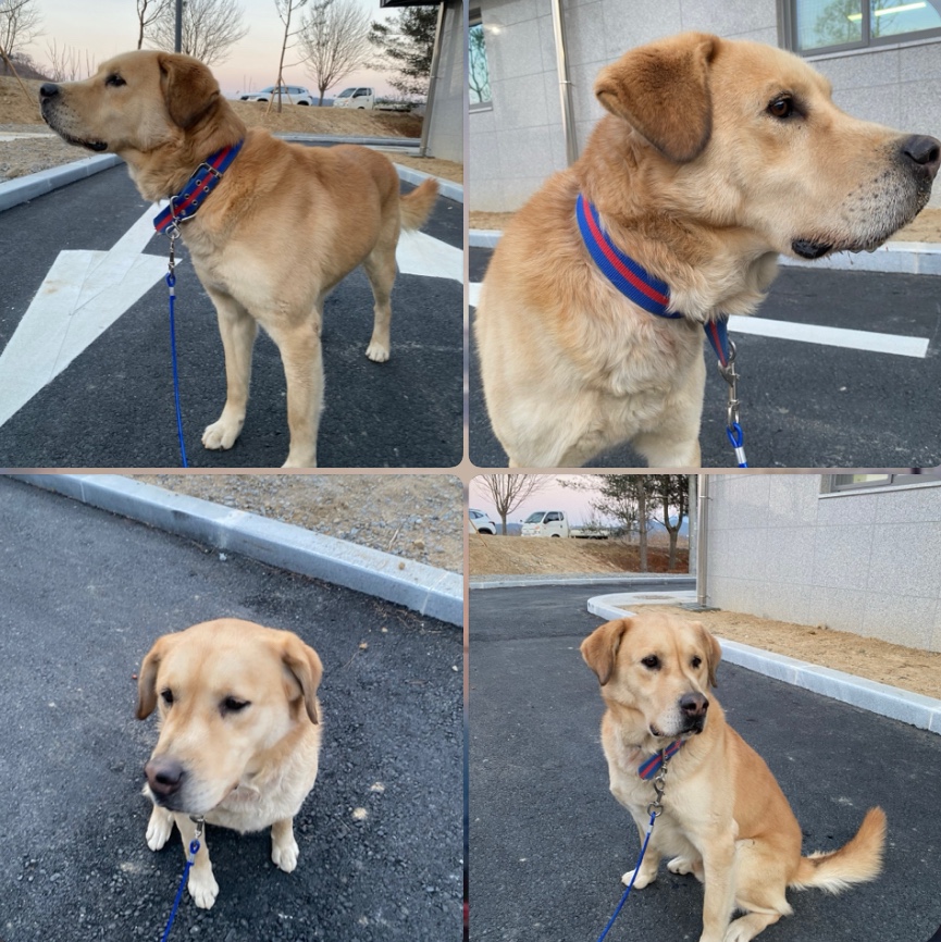 구미시 동물보호센터_447508202500032