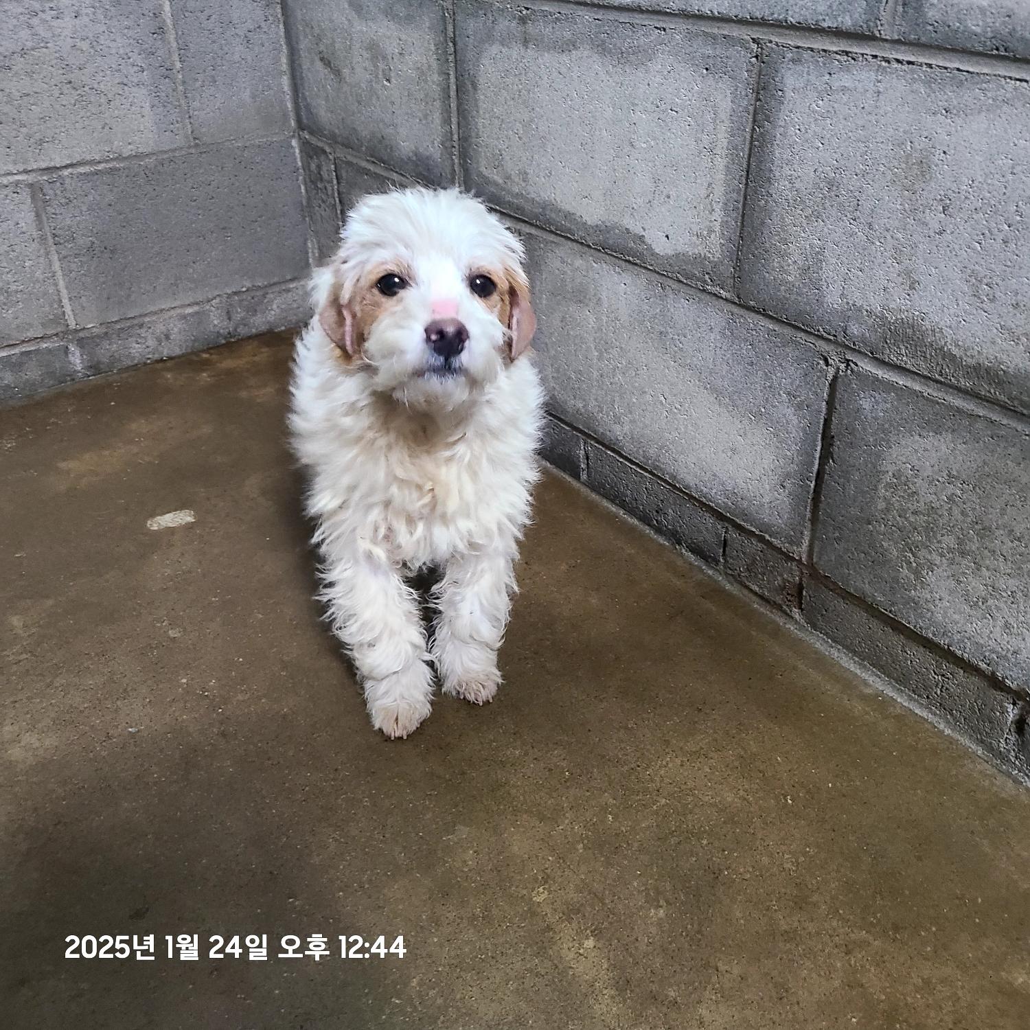 군산유기동물보호센터_445467202500065