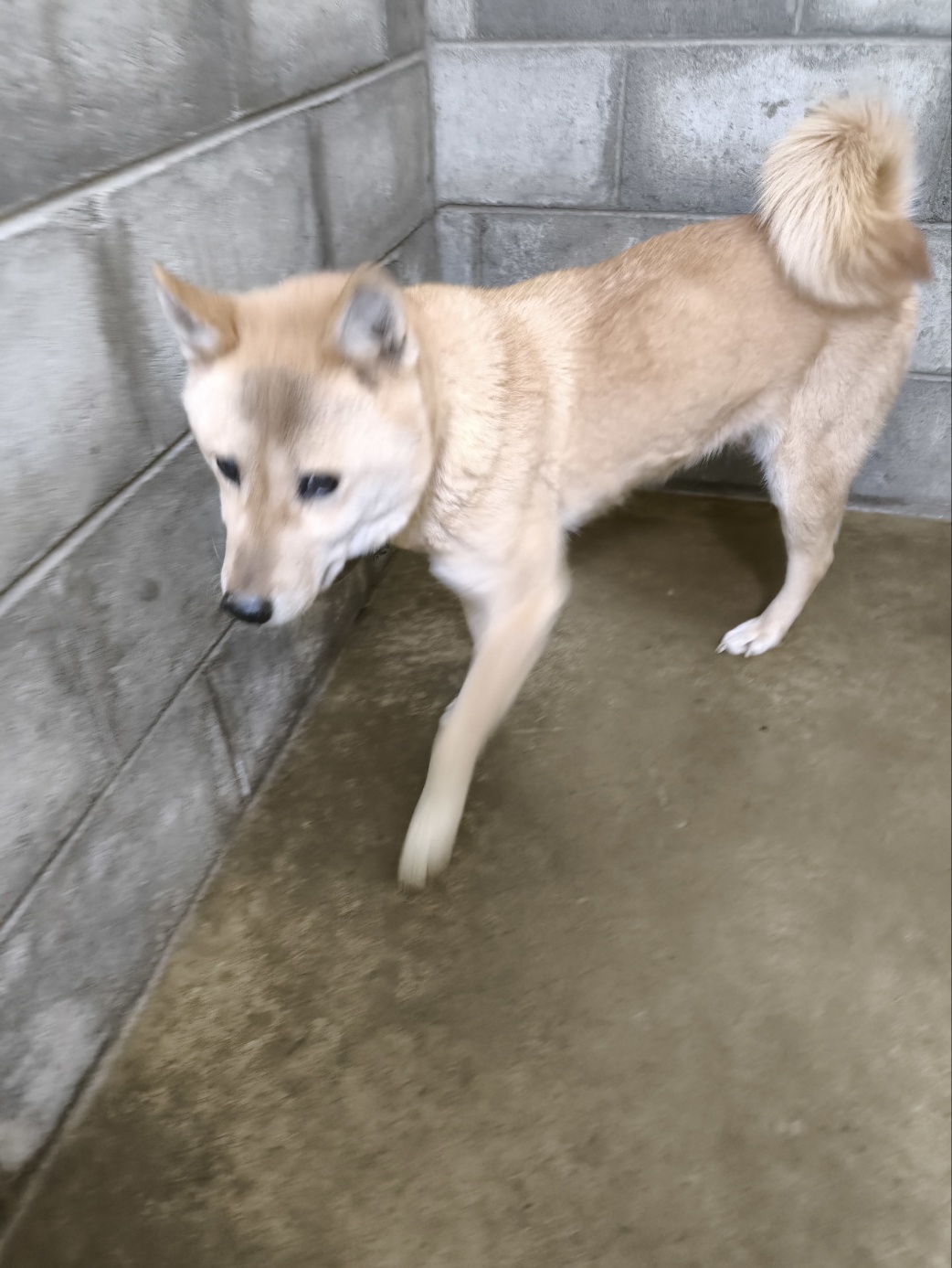군산유기동물보호센터_445467202500064