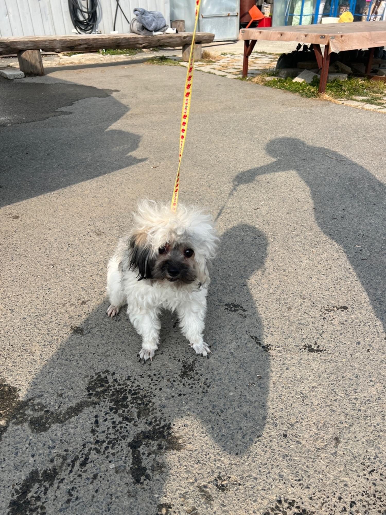 부산동물보호센터_426328202500003