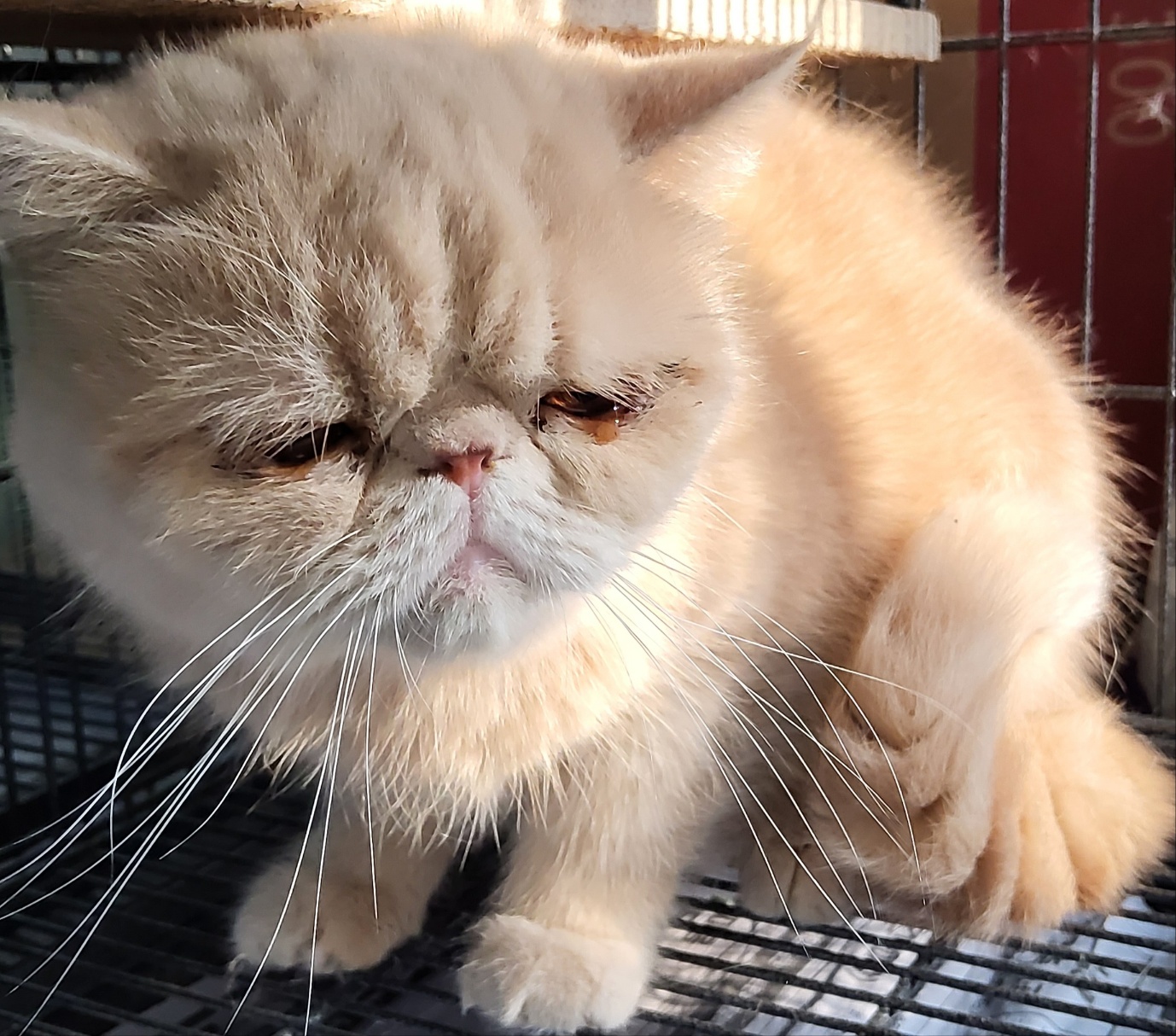 목포시유기동물보호소_446480202500058