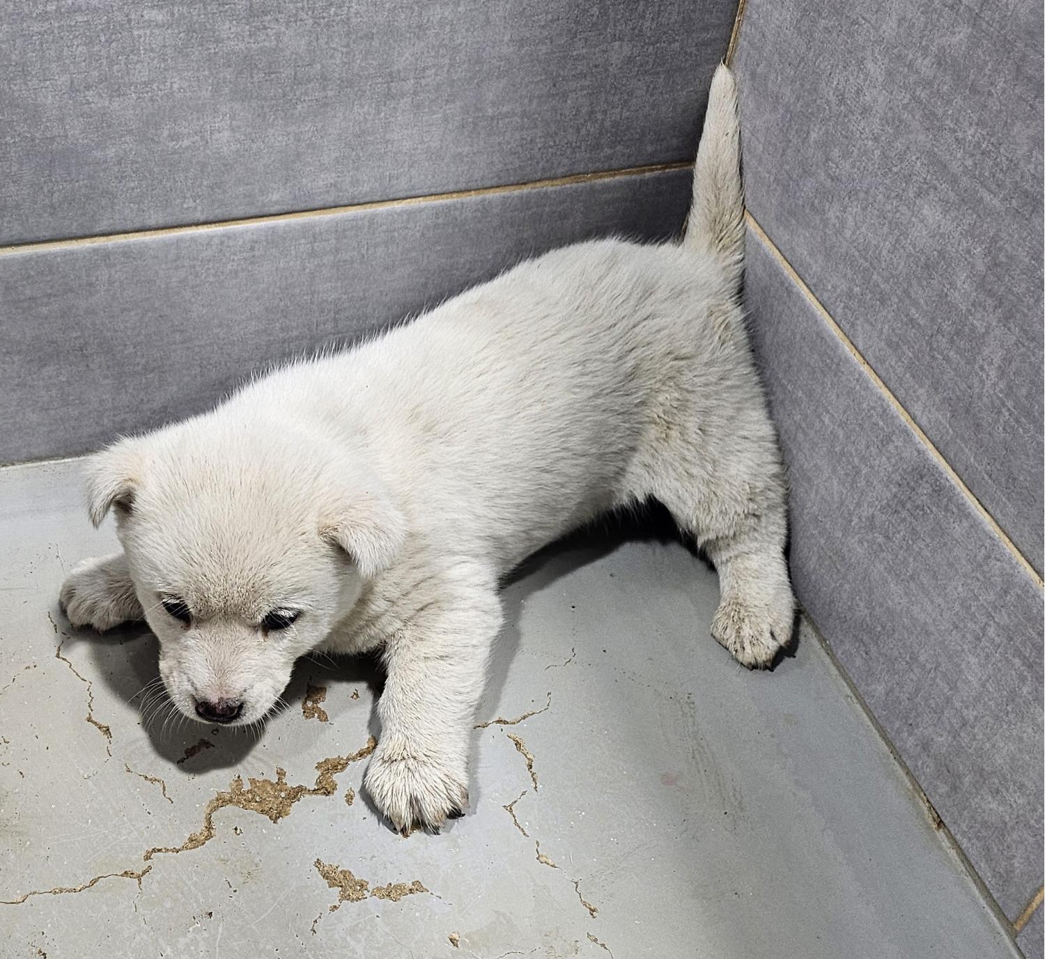 울진군동물보호센터_447525202500026