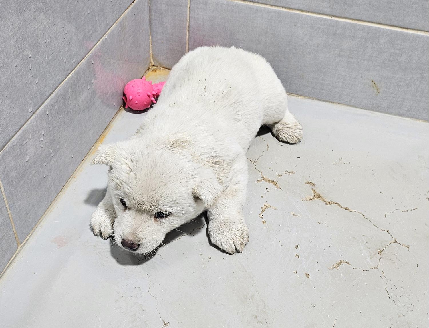 울진군동물보호센터_447525202500025