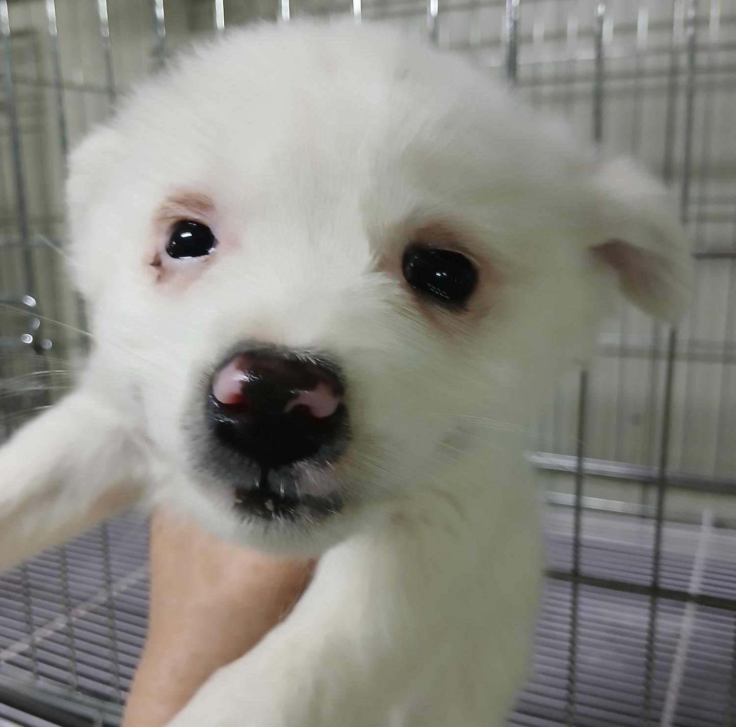 대구유기동물보호협회_427344202500008