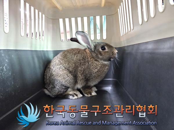 한국동물구조관리협회_411301202500002
