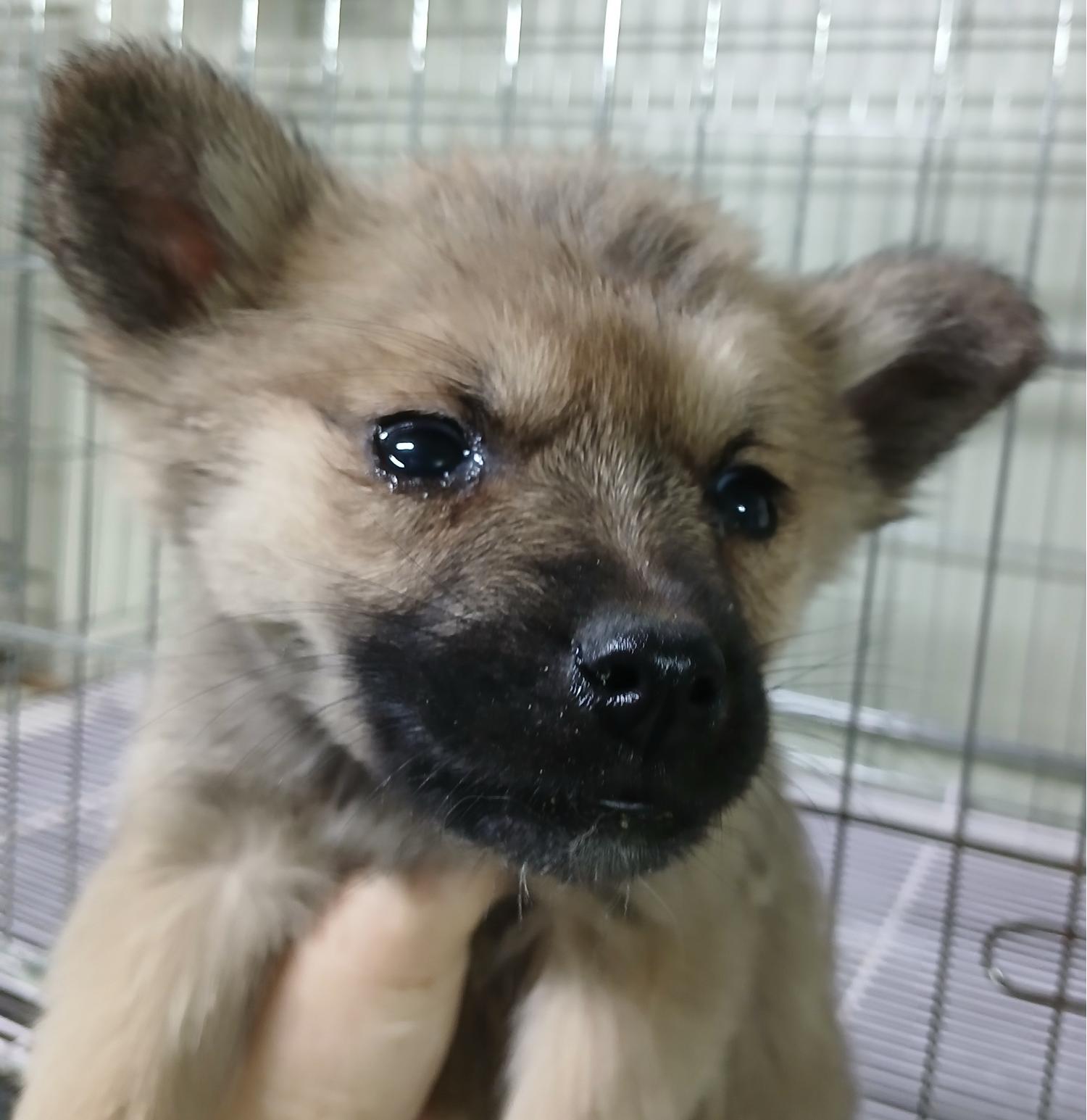 대구유기동물보호협회_427344202500006