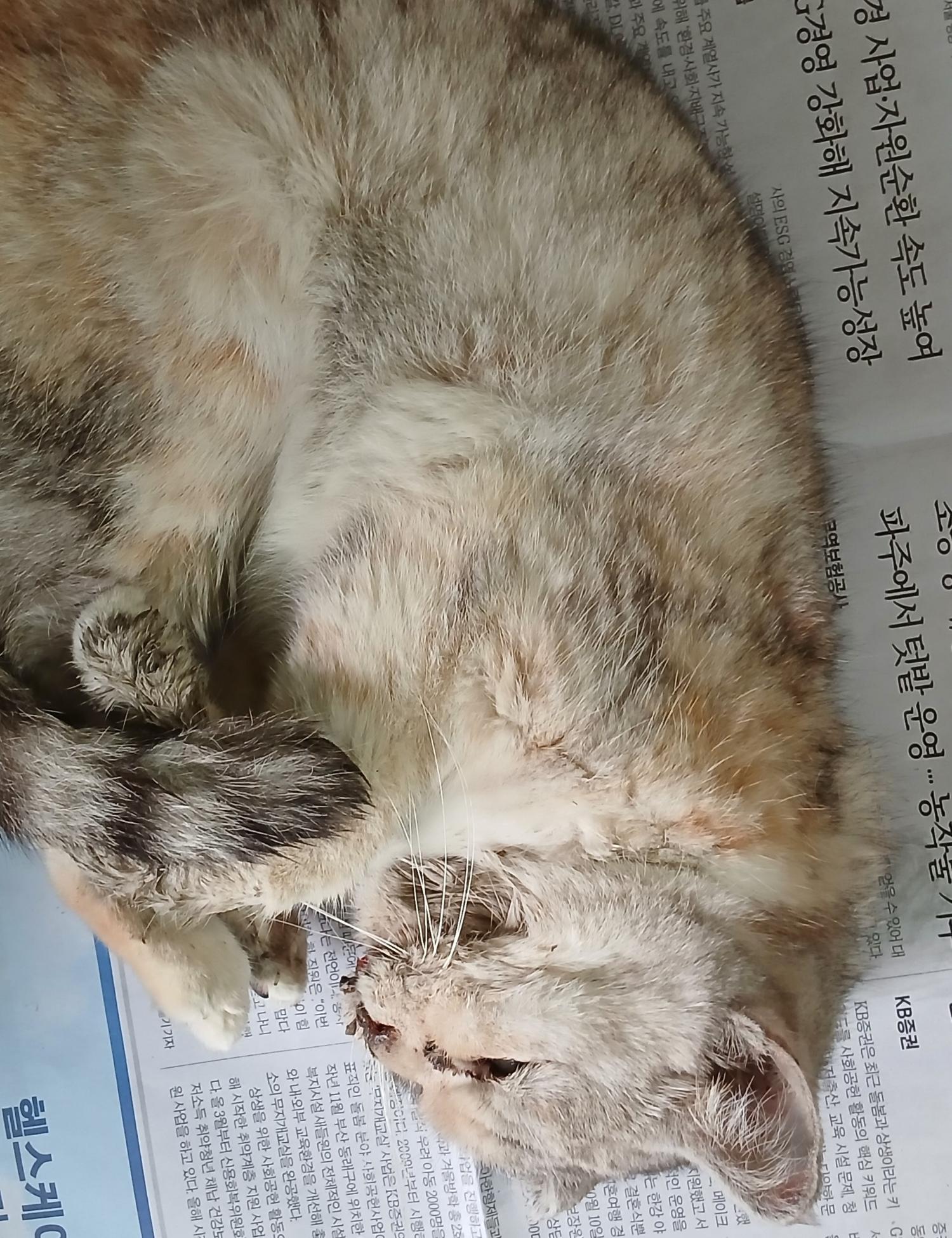 대구유기동물보호협회_427344202500005