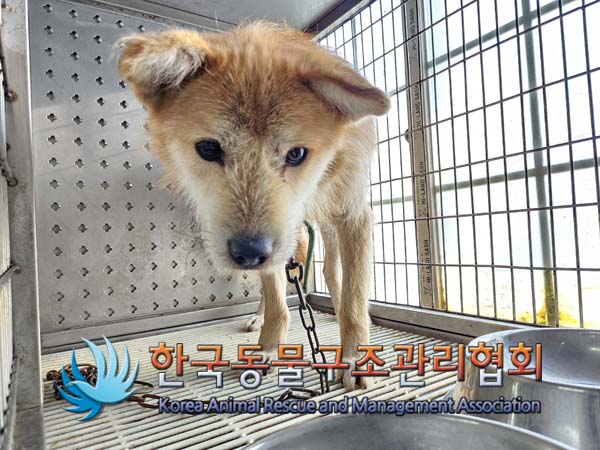 한국동물구조관리협회_411311202500008