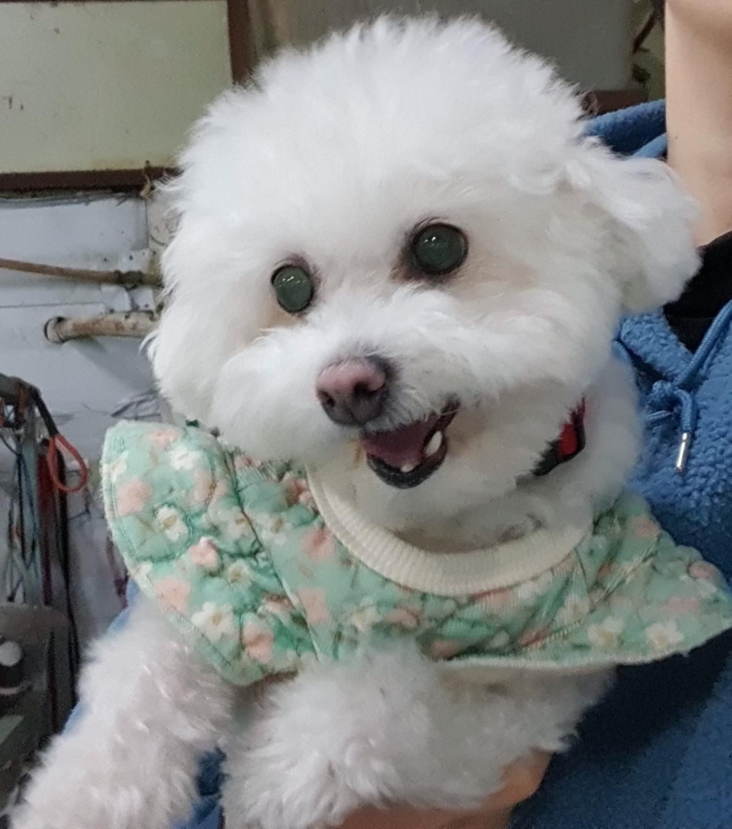 보호중 비숑 프리제…