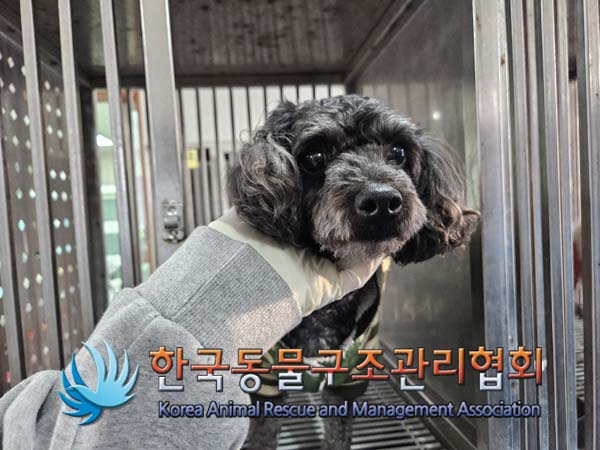 종료(반환) 푸들의…