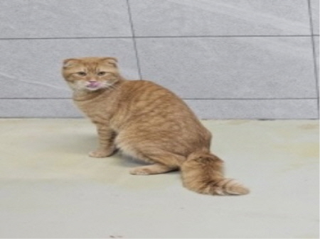 원주시동물보호센터_442419202500038