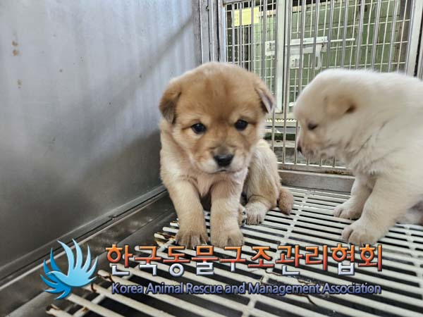 한국동물구조관리협회_441560202500059