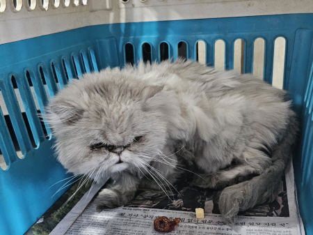 원주시동물보호센터_442419202500048
