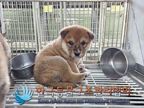 한국동물구조관리협회_441560202500062
