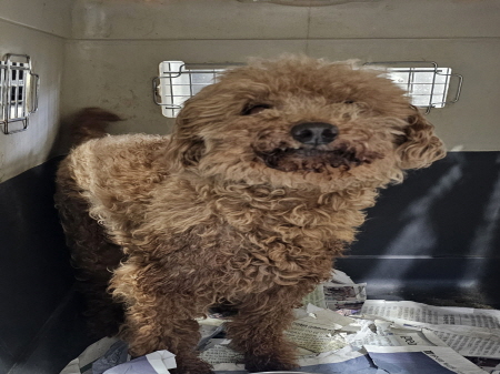 원주시동물보호센터_442419202500049