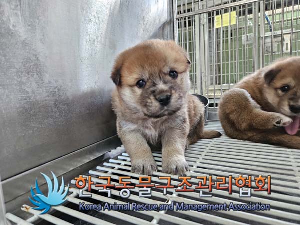한국동물구조관리협회_441560202500061