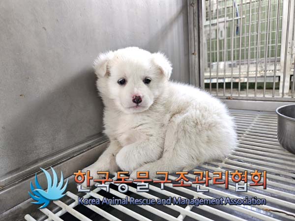 한국동물구조관리협회_441560202500063