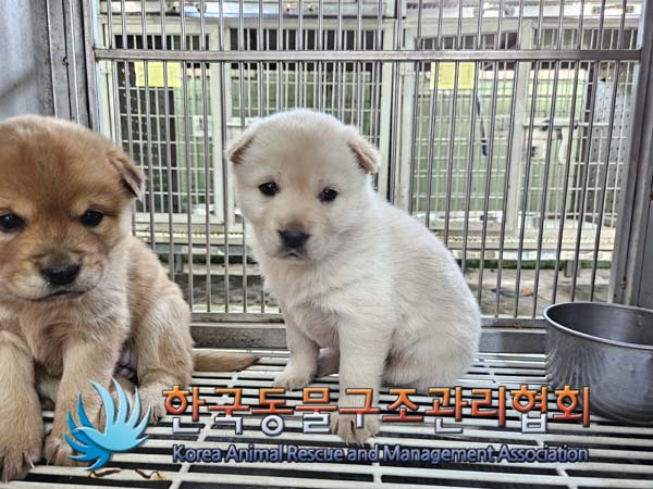 한국동물구조관리협회_441560202500060