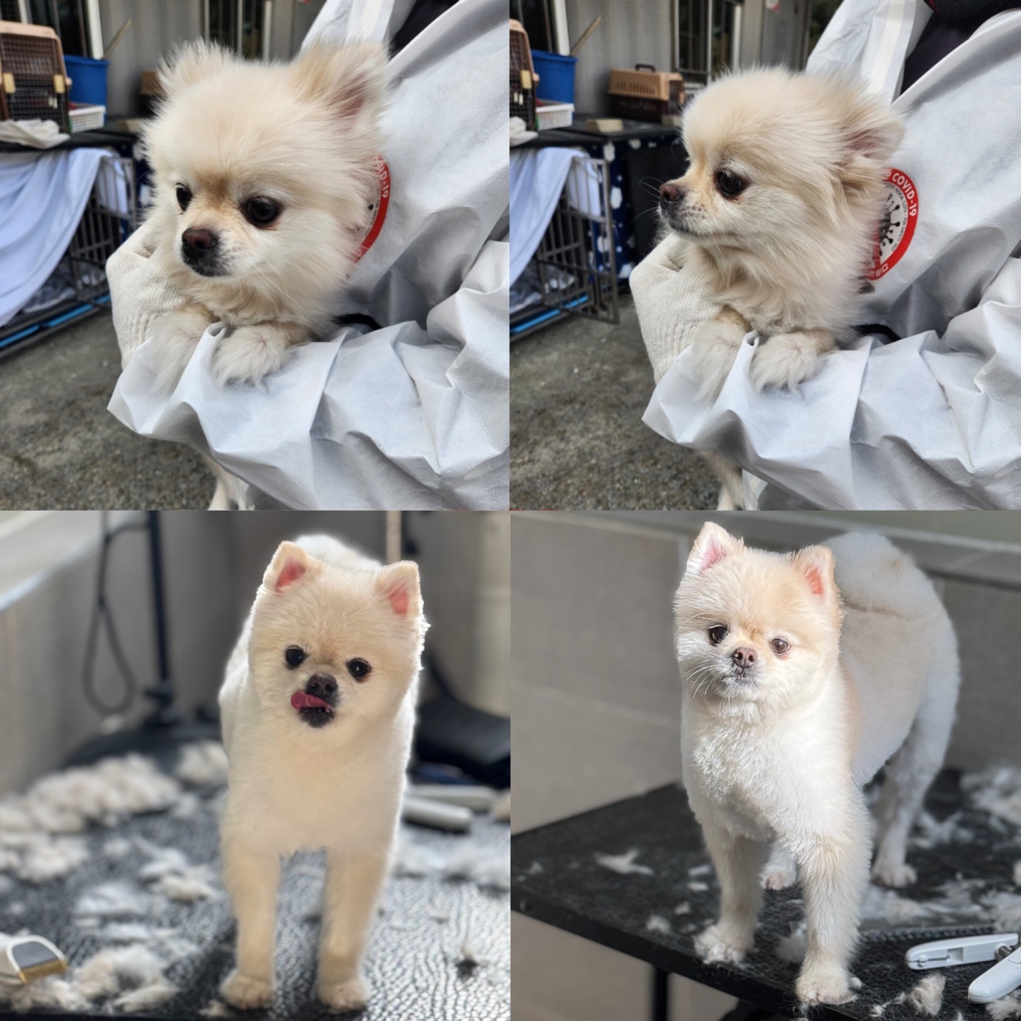 당진시동물보호소_444568202401392