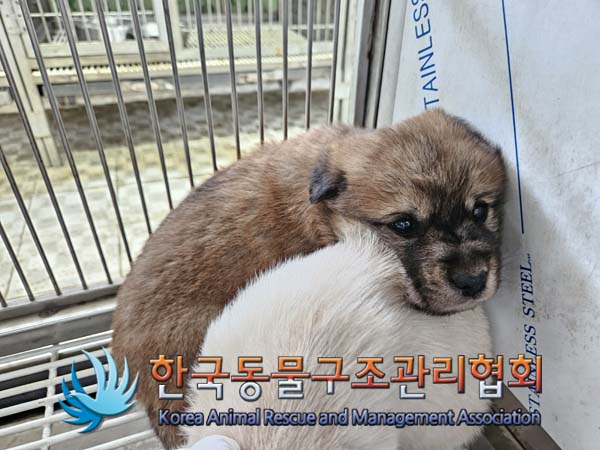 한국동물구조관리협회_441560202500064