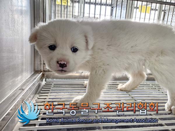 한국동물구조관리협회_441560202500068