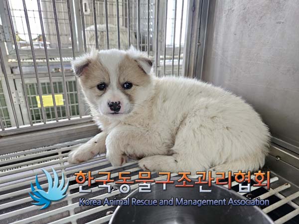 한국동물구조관리협회_441560202500066