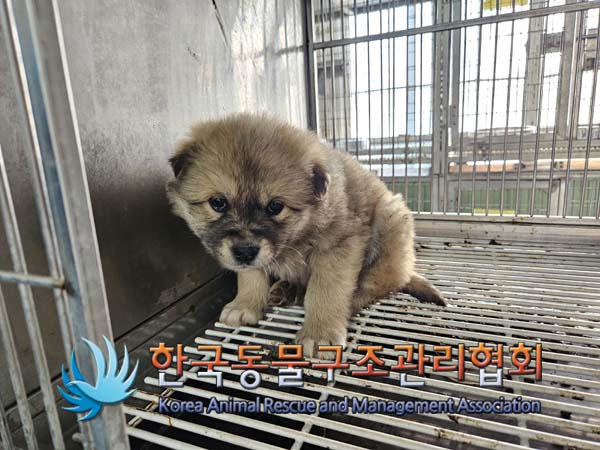 한국동물구조관리협회_441560202500069