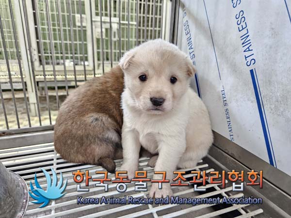 한국동물구조관리협회_441560202500065