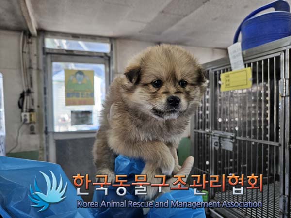 종료(안락사) 믹스…