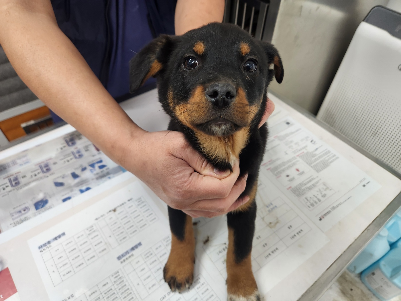 광주TNR동물병원초월_441554202500047