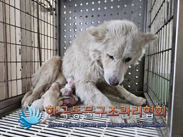 한국동물구조관리협회_441560202500070