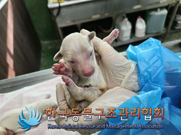 한국동물구조관리협회_441560202500073