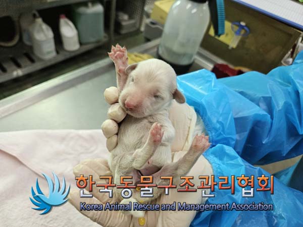 종료(입양) 믹스견…