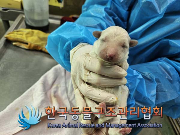 한국동물구조관리협회_441560202500076