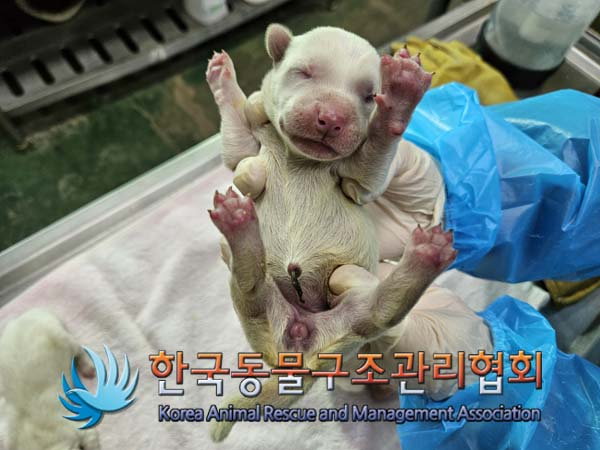 한국동물구조관리협회_441560202500074