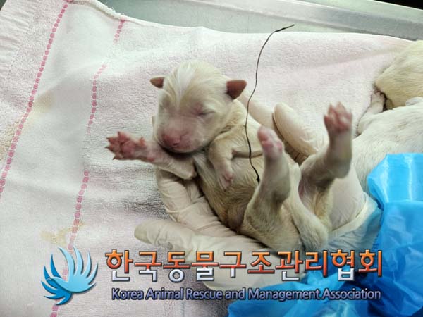한국동물구조관리협회_441560202500071