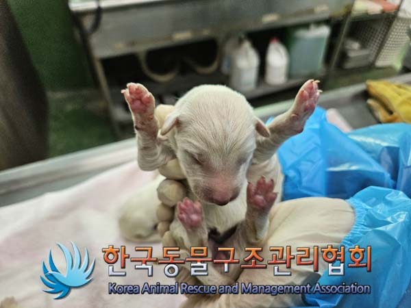 종료(입양) 믹스견…
