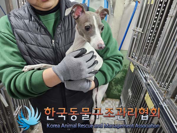 한국동물구조관리협회_411306202500008