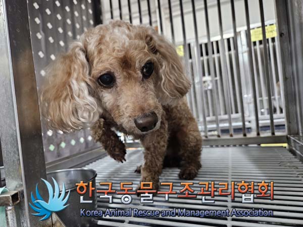 한국동물구조관리협회_411318202500009