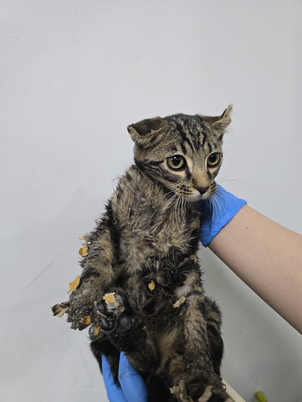 반려동물보호센터_443571202500052