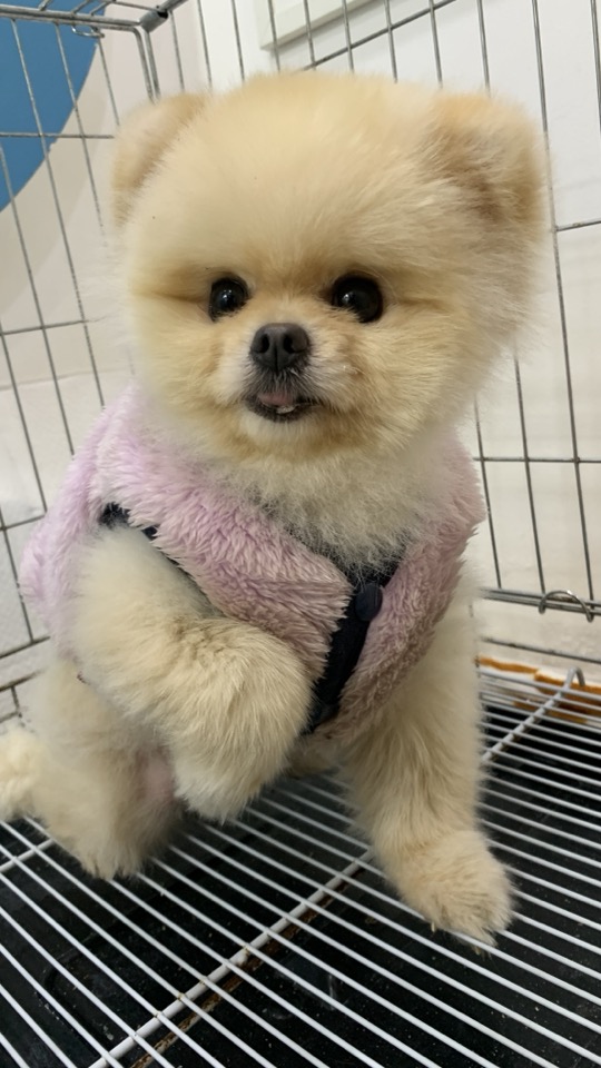 늘푸른동물병원_428354202500043
