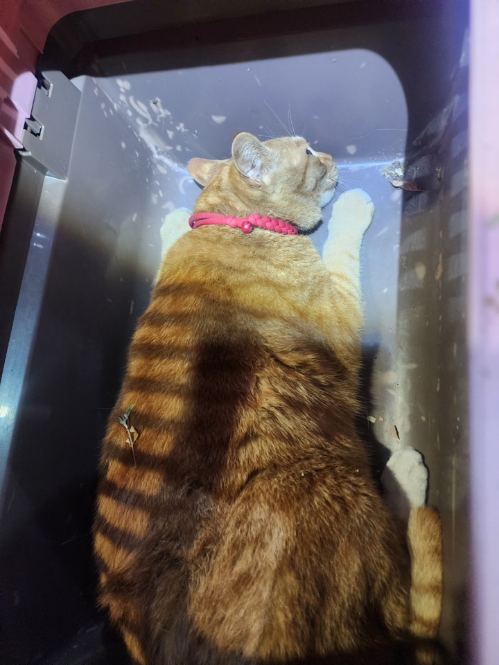 늘푸른동물병원_428354202500041