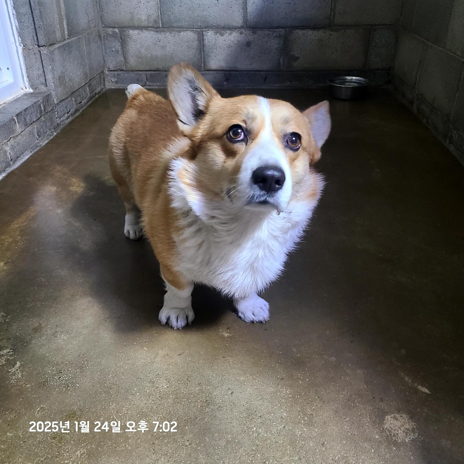 군산유기동물보호센터_445467202500068