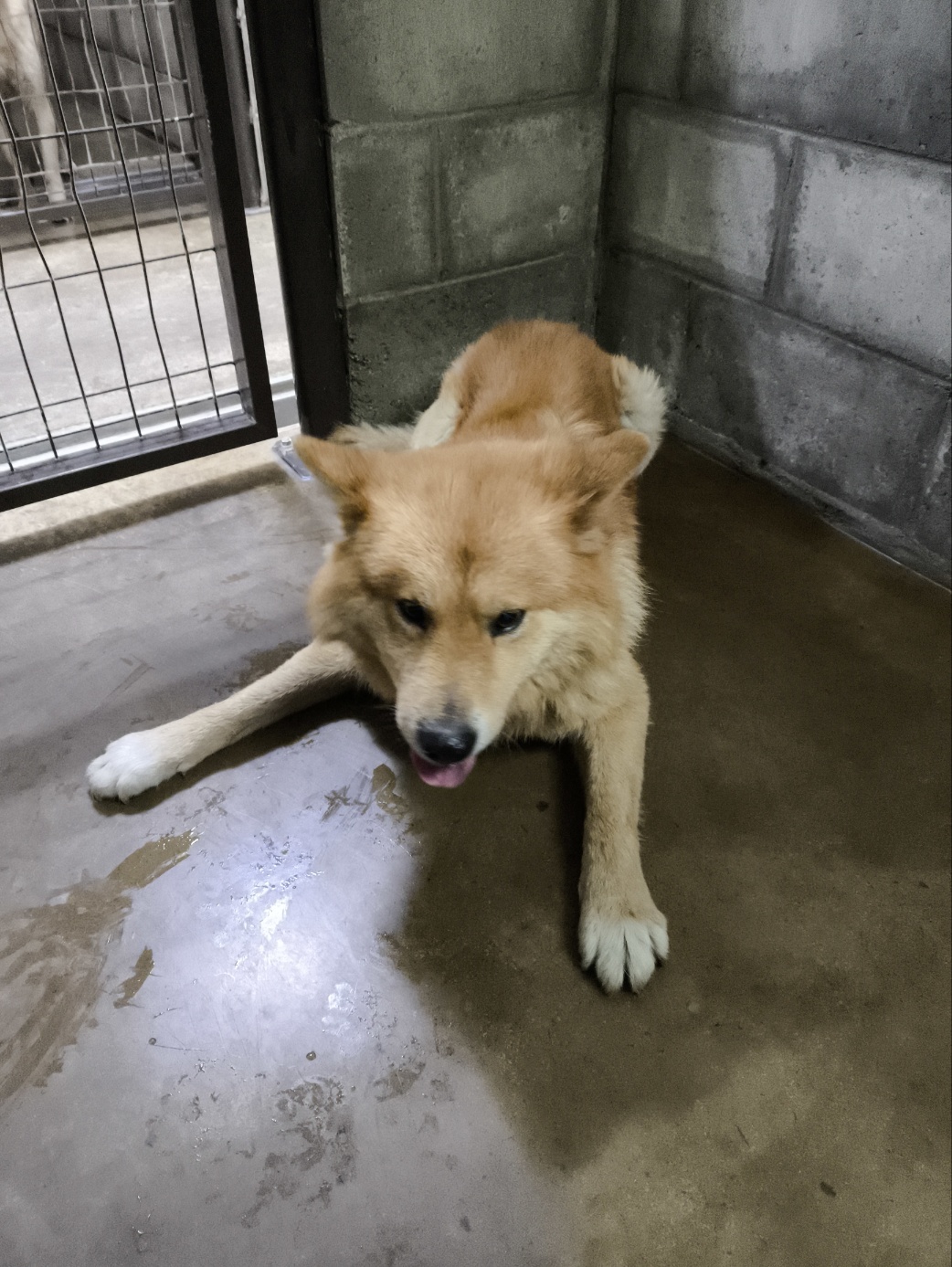 군산유기동물보호센터_445467202500071