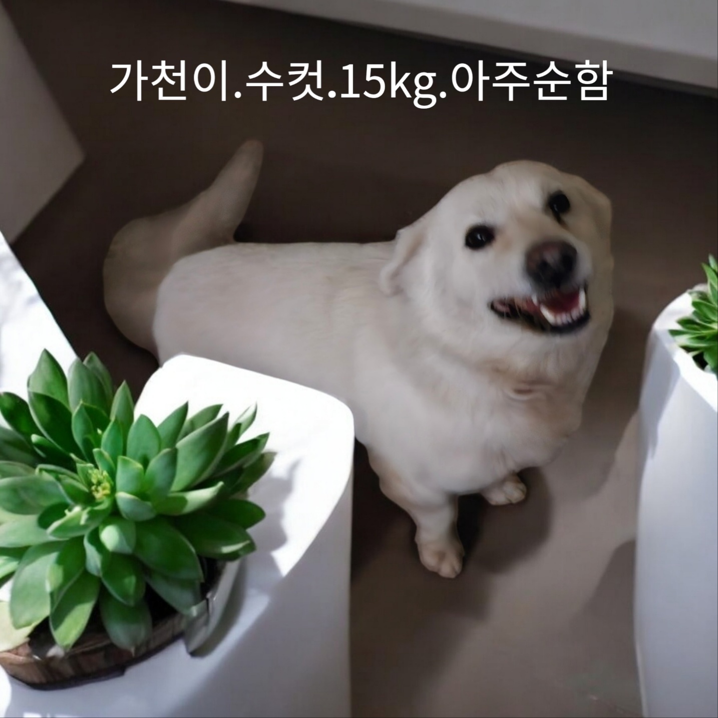 성주유기동물보호센터_447521202500071