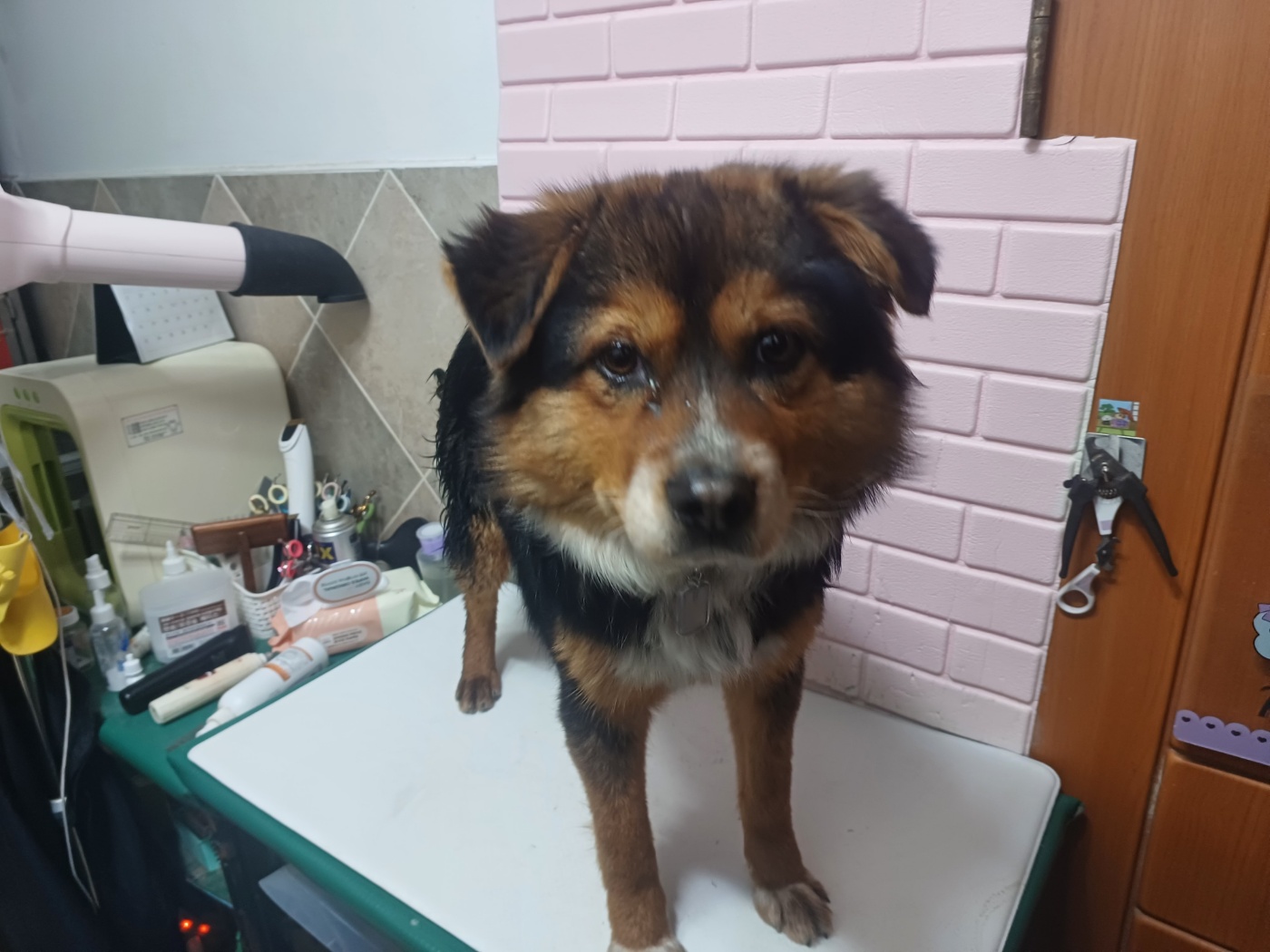 행복한동물병원_445464202500068