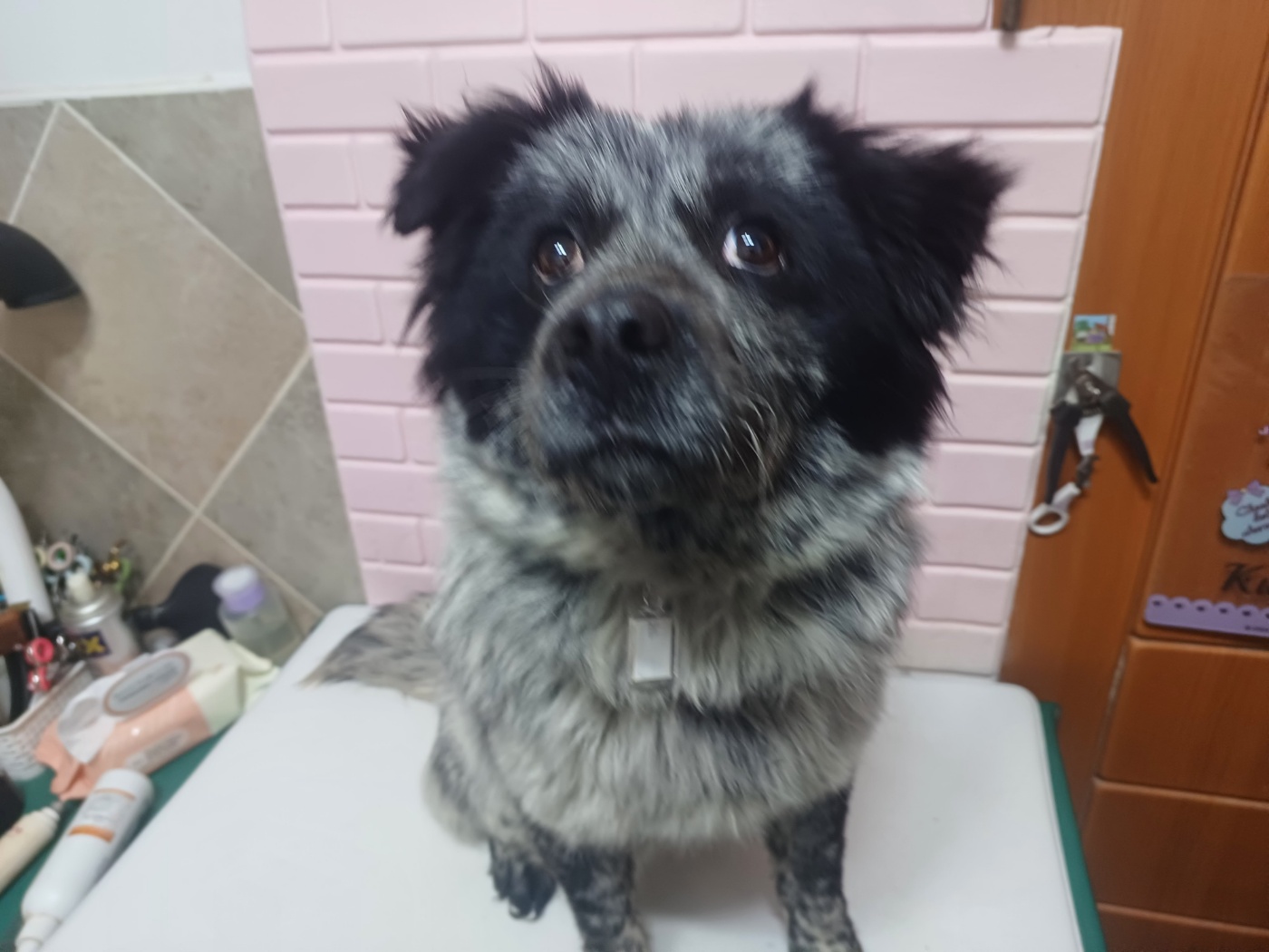 행복한동물병원_445464202500067