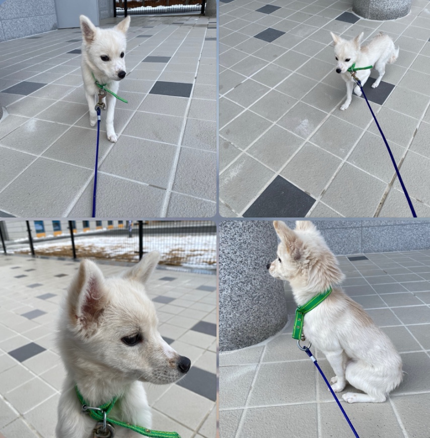 구미시 동물보호센터_447508202500022
